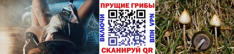 Галлюциногенные грибы GOLDEN TEACHER Нытва